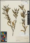 Foto von Salix alba L. x Salix fragilis L.